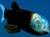 Barreleye Fish