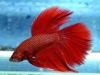 Betta-Fish