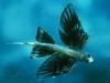 Flying-Fish