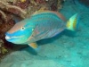 Parrot-Fish