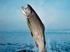 Trout Fish