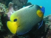 Yellow-Mask-Angel-Fish