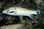 The Great Mahseer of Pakistan – A Fish of Dreams