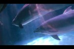 Dolphin Bubbles: An Amazing Behavior