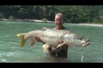 Himalayan Golden Mahseer part-2