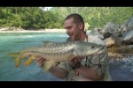 Himalayan Golden Mahseer part-1