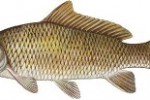 Carp – Common Carp