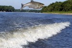 Amazing Jumping Asian Carp