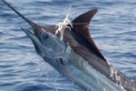 Fastest Fish on the Planet – Black Marlin