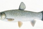 Grass Carp