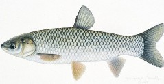 Grass Carp