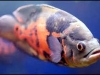Oscar-Fish