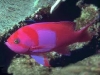 Red-Blue-Neon-Fish