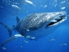 Whale-Shark