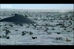 The future for humpback whales – BBC Planet Earth