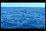 Black marlin – the fastest fish on the planet